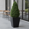 Artificial Buxus Pyramid 1200mm for Indoor & Outdoor Use