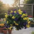 Purple and Yellow Artificial Pansy Ball for Exterior Spaces